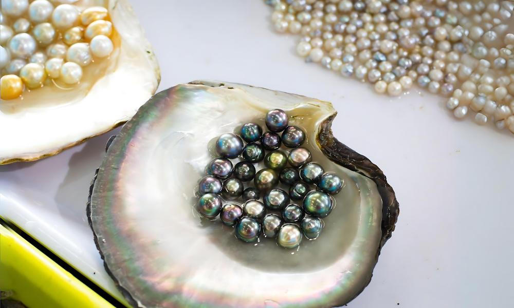 Oyster shells with pearl stones inside and strands of pearls nearby on a table.