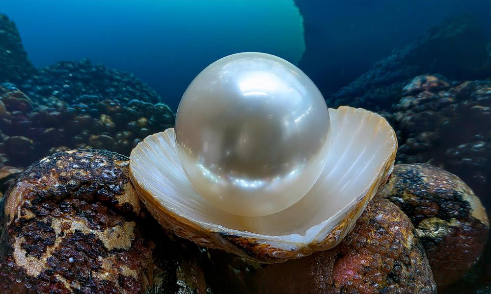 A large pearl stone nestled in an open seashell underwater with coral in the background.