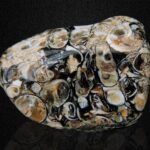 Polished turritella agate fossil stone with spirals and patterns on a black background.