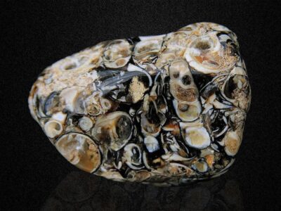 Polished turritella agate fossil stone with spirals and patterns on a black background.