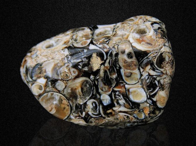 Polished turritella agate fossil stone with spirals and patterns on a black background.