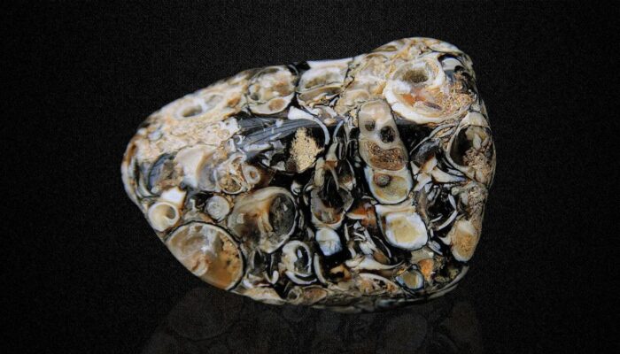 Polished turritella agate fossil stone with spirals and patterns on a black background.