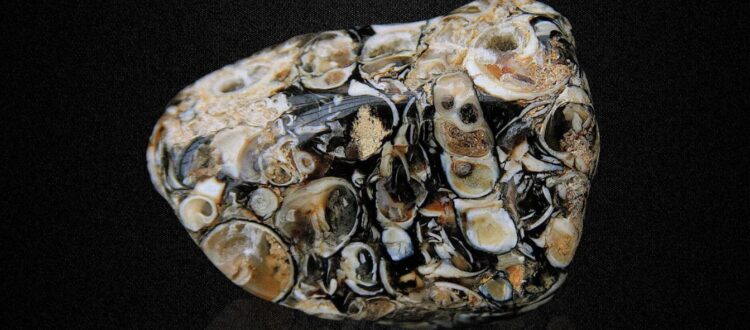 Polished turritella agate fossil stone with spirals and patterns on a black background.